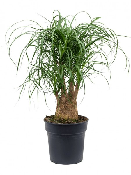 Beaucarnea recurvata - Flaschenbaum verzweigt