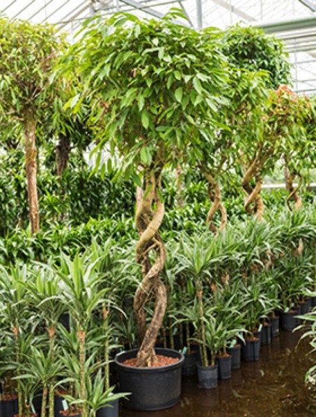 Ficus amstel king - 2er Korkstamm