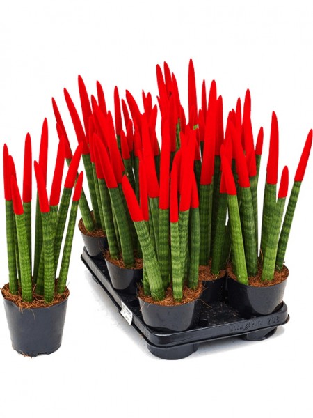 Sansevieria velvet touch 40 cm - 8er Tray