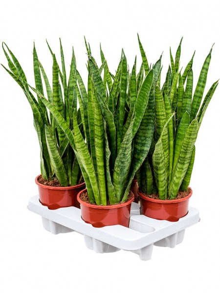 Sansevieria kirki friends im Tray