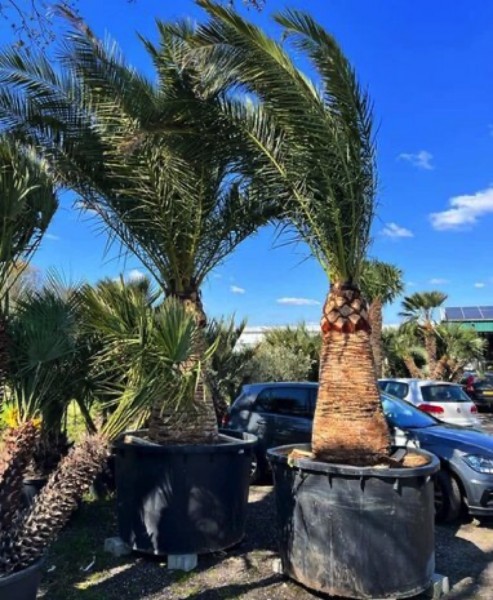 Phoenix canariensis 300 cm