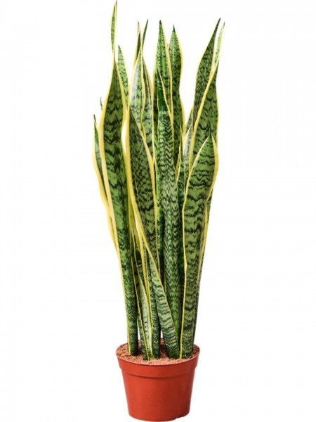 Sansevieria trifasciata laurentii