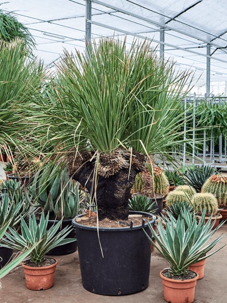 Dasylirion serratifolium verzweigt - Wüstenlöffel