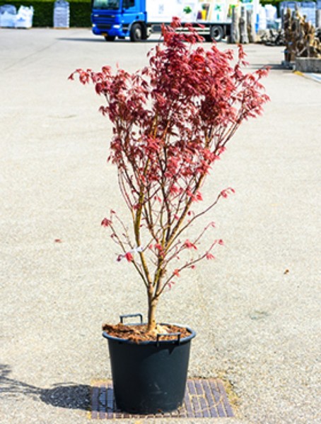 Acer palmatum red flash