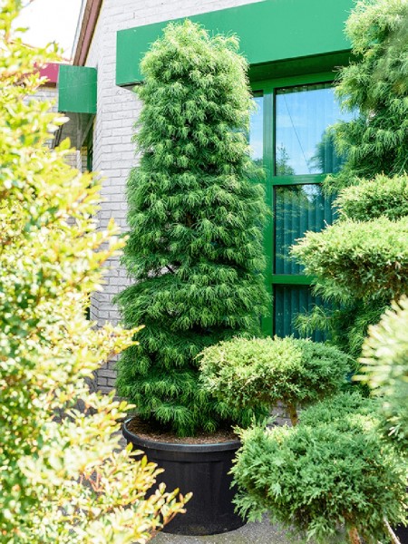 Pseudolarix amabilis - Goldlärche