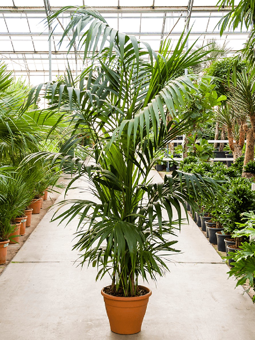 Tropische und Frostfeste Palmen Online bestellen | Terrapalme Heim- und