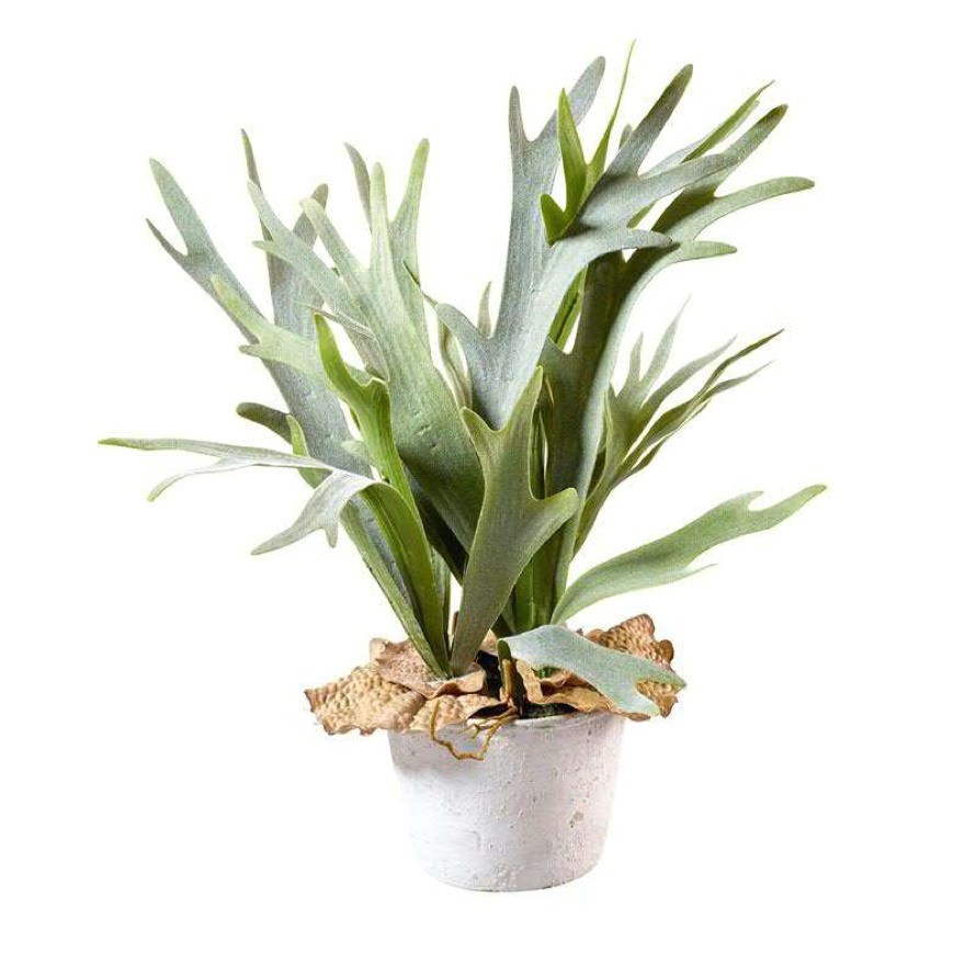 Geweihfarn Kunstpflanze im Topf - Staghorn Farn | Terrapalme Heim- und  Gartenshop