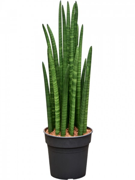 Sansevieria Tower | Bogenhanf