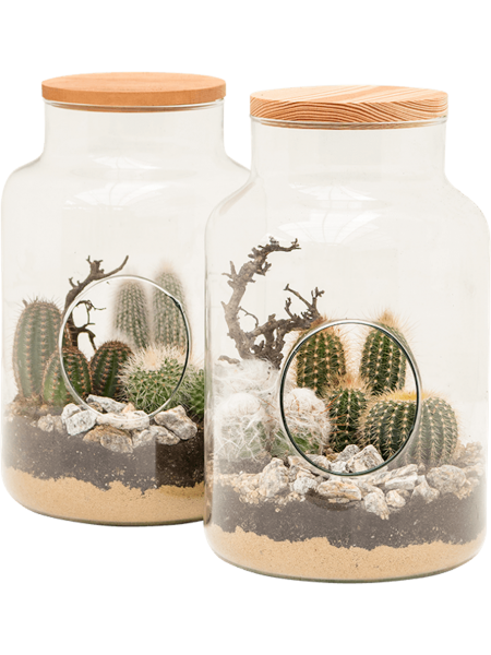Kakteen Arrangement - 2er Pflanzglas 30 cm