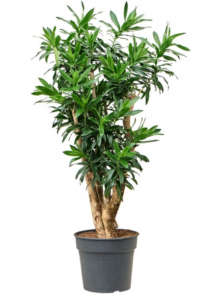 Pleomele song of jamaica 130 cm - Drachenbaum verzweigt