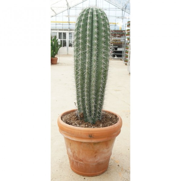 Pachycereus pringlei - Kandelaberkaktus 120 cm