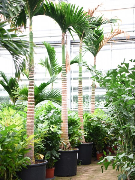 Areca catechu 450 cm - Betelpalme