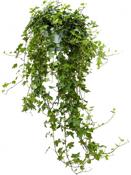 Hedera helix pittsburgh Ampel