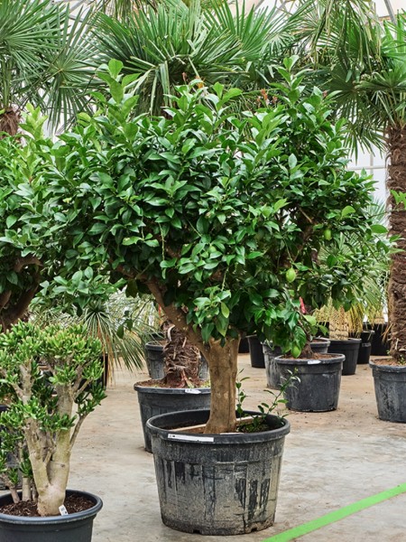 Citrus Lemon Baum 240 cm