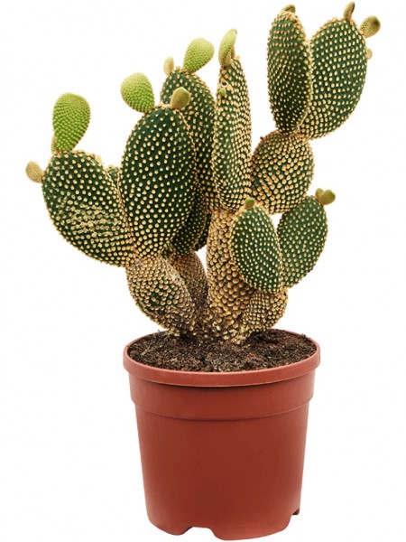 Opuntia microdasys verzweigt