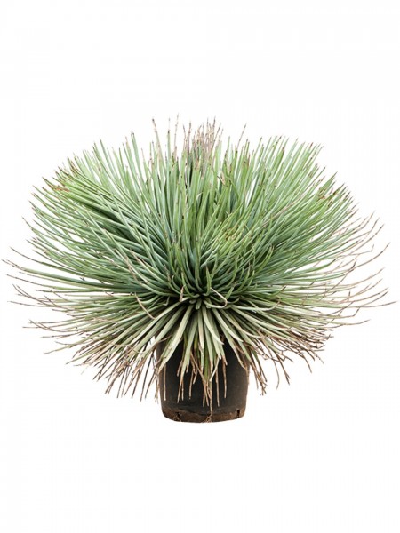Agave stricta - Igel Agave