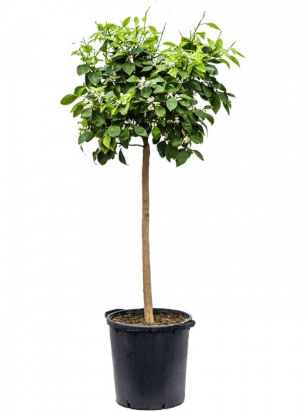 Citrus sinensis - Orangenbaum