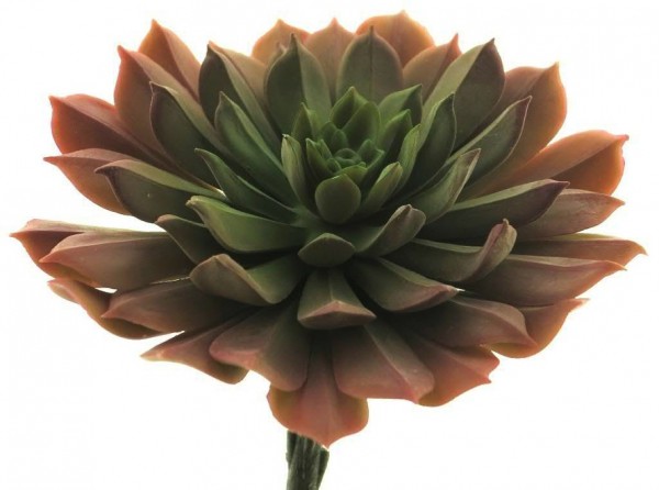 Sukkulente grün/rosa Kunstpflanzenstiel 15 cm - 3er Set