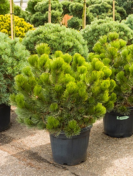 Pinus heldreichii compact