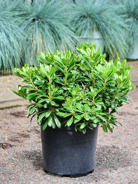 Pittosporum tobira nana - Zwerg Klebsame