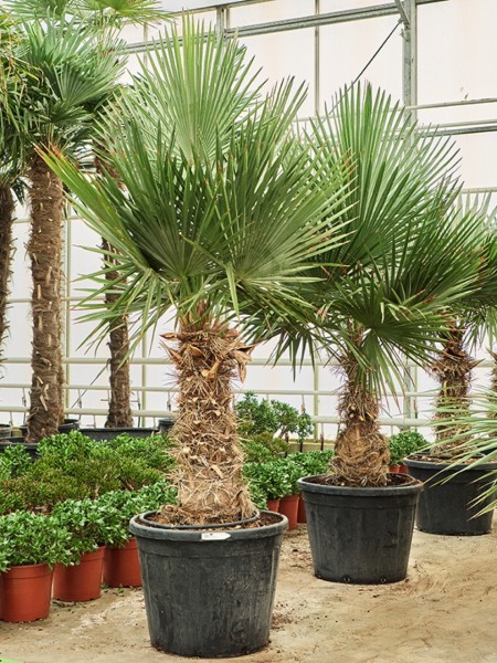 Trithrinax brasiliensis Palme