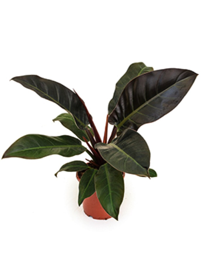 Philodendron imperial red | Terrapalme Heim- und Gartenshop