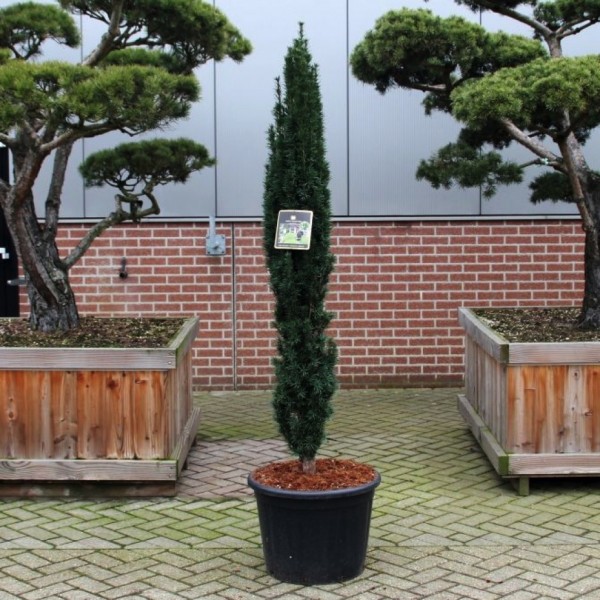 Taxus baccata Fastigiata Robusta