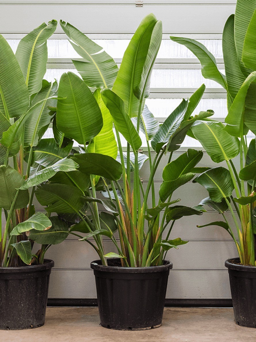Strelitzia nicolai - XXL Strelitzie | Terrapalme Heim- und Gartenshop