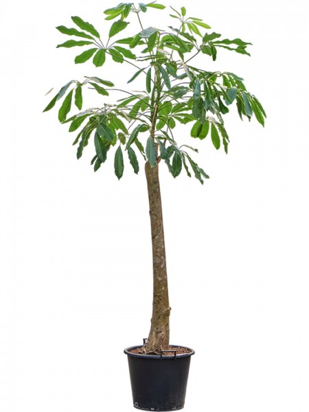 Schefflera amate - Luseane Zwergschirm