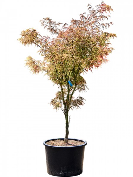 Acer palmatum linearilobum - japanischer Ahorn verzweigt
