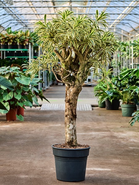 Pleomele reflexa Song of India