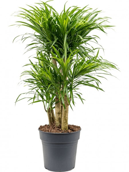 Pleomele anita variegata - verzweigt