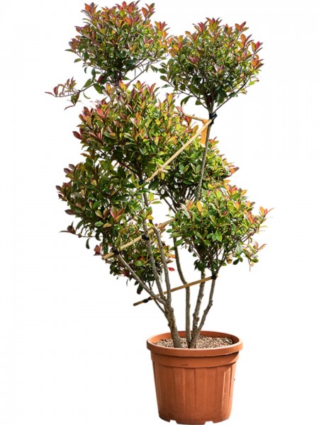 Photinia x fraseri red robin compacta - Glanzmispel