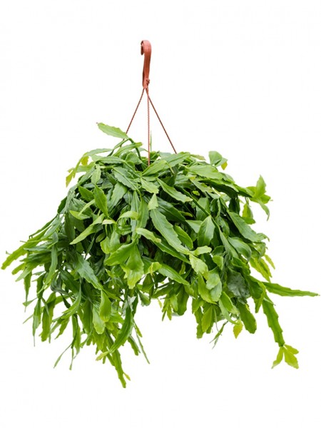 Rhipsalis crispata 60 cm - Hängekorb
