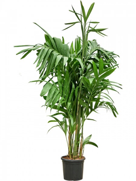 Areca triandra Busch 200 cm