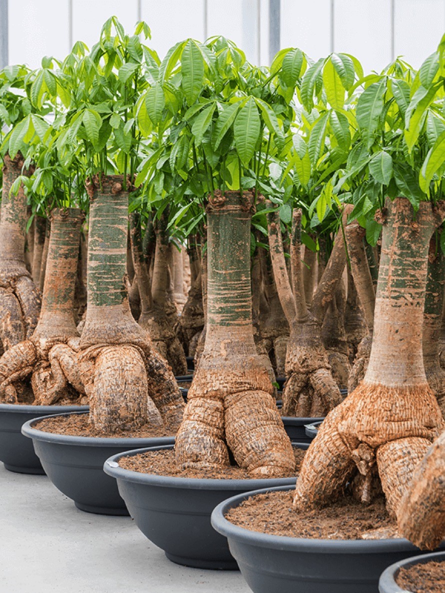 Pachira aquatica - Glückkastanie Stamm XL | Terrapalme Heim- und Gartenshop