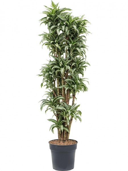 Dracaena kanzi - Drachenbaum verzweigt