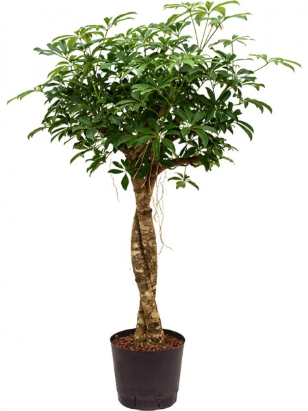 Schefflera arboricola compacta - Zwergschirm Twist Stamm