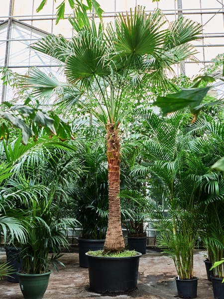 Livistona chinensis