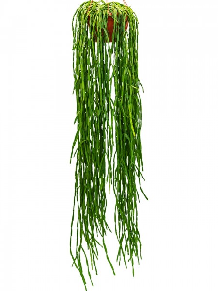 Rhipsalis paradoxa Ampel