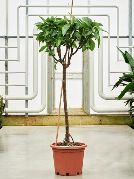 Ficus bussei floris