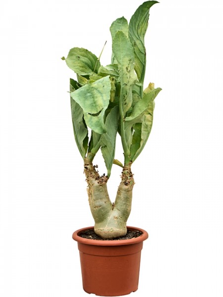 Cyphostemma juttae