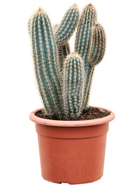 Pilosocereus zehnteri