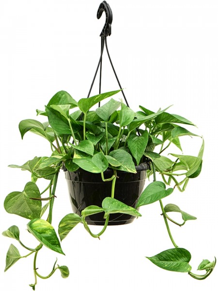 Scindapsus Aureum Ampel