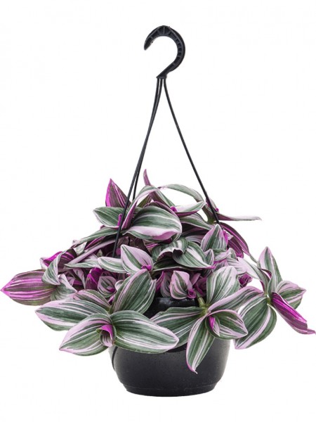 Tradescantia nanouk - Dreimasterblume im Hängekorb