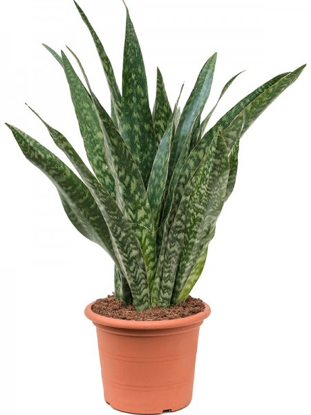 Sansevieria jiboia