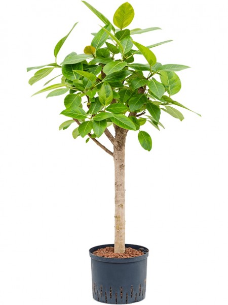 Ficus altissima