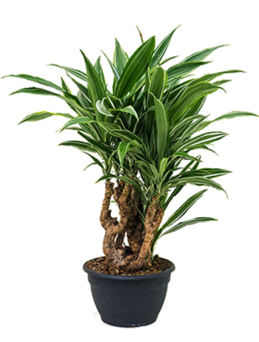 Dracaena deremensis Drachenbaum Bonsai Terrapalme Heim und