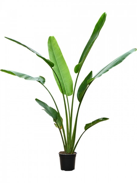 Ravenala madagascariensis