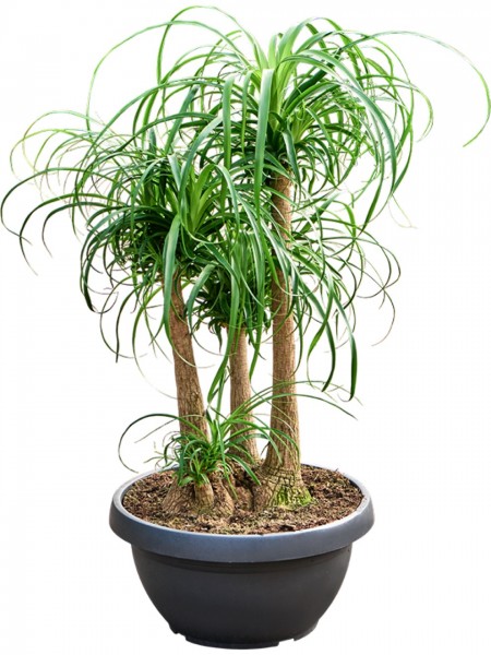Beaucarnea recurvata verzweigt 120 cm